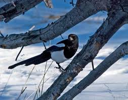 Blue Identification Birds Of Colorado Magpie Bird Photo Colorado Wildlife Bird Art By Juliemagerssoulen Birds Bird Photography Magpie Art