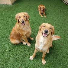 Check spelling or type a new query. All About Pets Hilton Head Island