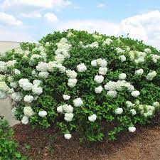Snowball Viburnum Bush Snowball Viburnum Viburnum Bush Hydrangea Not Blooming