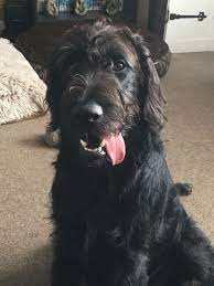 Find local labradoodle puppies for sale and dogs for adoption near you. F1 Labradoodle Labradoodle Labradoodle Puppy F1 Labradoodle