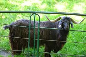 See 6 reviews, articles, and 7 photos of gradina zoologica birlad, ranked no.2 on tripadvisor among 5 attractions in barlad. GrÄdina ZoologicÄ Din Barlad Din Vaslui Planiada