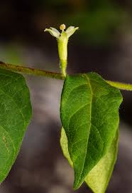 Image result for Rytigynia monantha