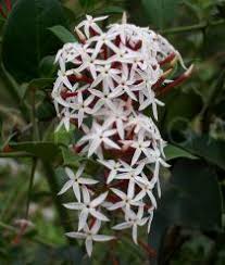 Image result for Carissa spinarum