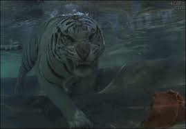 Aaron wan, abhishek khandekar, adarsh gourav and others. A White Tiger Diving For A Piece Of Meat Gif Matthew S Island