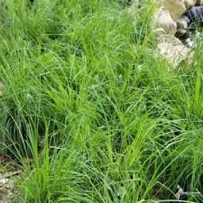 Image result for Carex leptosaccus
