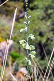 Image result for Albuca virens