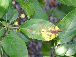 Apple scab is the most consistently serious disease of apple and flowering crabapple in kentucky. Apple Scab Of Apples And Crabapples Umn Extension