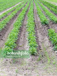 Image result for Solanum tuberosum