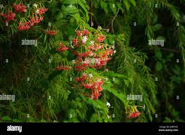 Image result for Combretum acutifolium