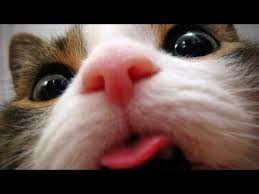 Ver más ideas sobre memes divertidos, gracioso, animales graciosos. Si Te Ries Pierdes Muy Dificil Videos Chistosos De Animales Youtube