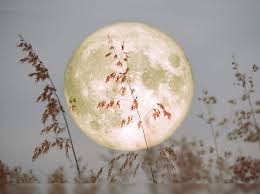 A full moon occurs when the moon appears as a complete circle in the sky. Do Not Miss Super Flower Moon Or Vaishakha Full Moon On May 7 Times Of India Travel