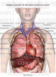 It includes milk ducts in each breast, which some 'this made my anxiety go through the roof': Normal Female Anatomy Of The Chest Thoracic Cavity Medical Art Works