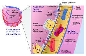 Have you found the page useful? Blood Air Barrier Wikipedia