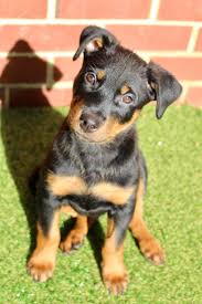 Just like human babies, new pet parents also face a similar predicament what to name their new furry baby. Her Name Is Skylar Her Mum Is An American Rottweiler And Her Dad Is A German Rottweiler She Sits For Her Photograph Because She Knows She Will Get A Treat Dogtraining