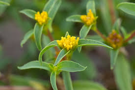 Image result for Flaveria trinervia