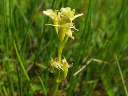 Image result for Liparis deistelii