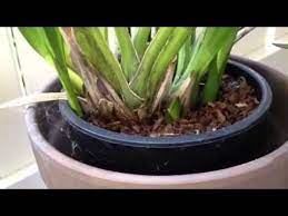 Cymbidium Orchid Care Orchid Care Cymbidium Orchids Care Orchid Plant Care