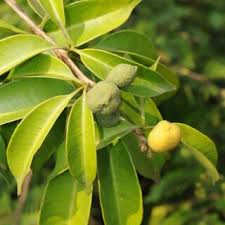 Image result for Vepris renieri