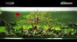 All About Betta Fish Betta Fish In Planted Tank Winner Of Aquascaping Competation Aquascape Betta Fish Betta Fish Tank