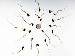 Check spelling or type a new query. Coq10 For Fertility How Coenzyme Q10 Improves Egg Quality In Age Related Infertility To Make A Mommy