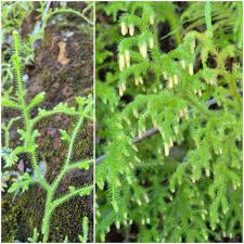 Image result for Cyathula orthacantha