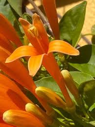 Image result for Pyrostegia