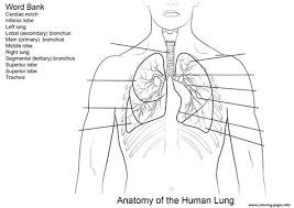 Hundreds of free spring coloring pages that will keep children busy for hours. Lungs Coloring Pages Learny Kids