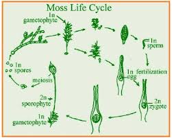 Maybe you would like to learn more about one of these? Biologi Gonzaga Try Plantae