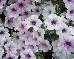 Welcome To Our Little Eden Heirloom Farm By Lehfarm On Etsy Silver Plant Petunias Hummingbird Garden