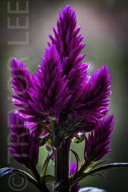 Celosia Caracas Purple Purple Celosia I Color Jewel Tones Pinterest Purple Raised Garden Deep Purple