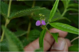 Image result for Polygala erioptera