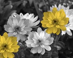 Black And White With Pop Of Color Black White Yellow Wall Decor Yellow Flowers Pop Of Color Yellow Gray Home Decor Matted Picture Yellow Wall Decor Black And White Painting Black And White Pictures