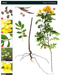 Image result for Senna floribunda