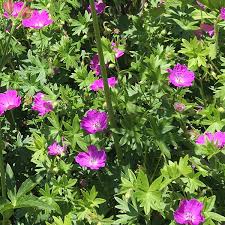 Image result for Geranium sanguineum Max Frei