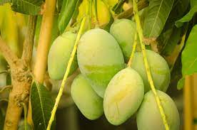 The pots will be bagged so your vehicle will stay clean! A Natural Farm