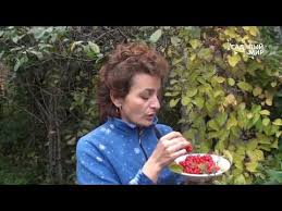 Maybe you would like to learn more about one of these? Chinese Schisandra Growing And Beneficial Properties Tincture Of Schisandra Site About The Garden Cottage And Indoor Plants