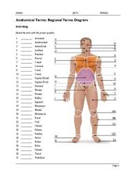 Ct, mri, radiographs, anatomic diagrams and nuclear images. Anatomy Regional Terms Worksheets Teaching Resources Tpt