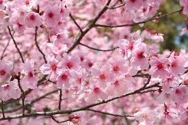 Cherry Blossoms In Osaka When Where To See Sakura In 2021 Beautiful Flowers Pictures Most Beautiful Flower Pictures Most Beautiful Flowers