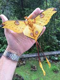 Las Mariposas Respiran Mediante Una Traquea Bellos Insectos Arte De Mariposa Insectos Raros