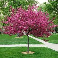 Three or more stems look best. Best Trees For Small Yards Home Garden And Homestead