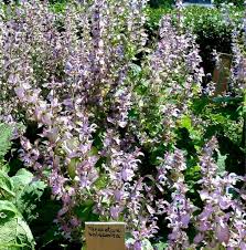 Image result for Salvia sclarea