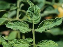 Image result for tomato seedling Tobacco mosaic virus