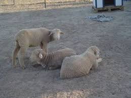 Ege Bolgesi Merinos Koyunu Ciftlikleri Koyun Yetistiricileri 0532 614 63 53 Koylar Ciftlikler Canta