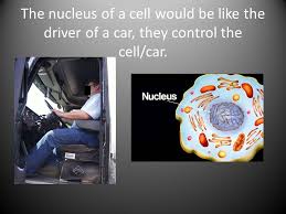 The vacuole is like the gas tank because the vacuole is a storage container that holds food, water, and wastes. A Cell Is Like A Car Ppt Download