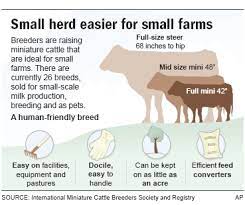 Don T Have A Back 40 Try Mini Cattle