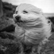 Black And White Coton De Tulear Puppies For Sale Coton De Tulear Explorer Coton De Tulear Coton De Tulear Dogs Maltese Dogs