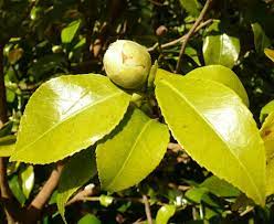 Camellia Japonica Brushfield S Yellow Plants Oak Leaf Gardening