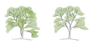 Pruning Japanese Maples Seattle S Favorite Garden Store Since 1924 Swansons Nursery