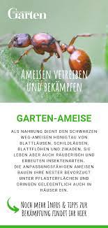 ameisen vertreiben und bekampfen ameisen vertreiben ameisen pflanzenschutz