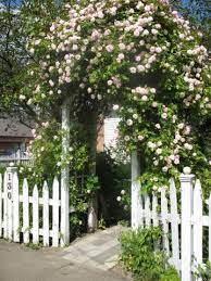Loosing Cecile Brunner Climbing Roses Backyard Fences Garden Gates And Fencing